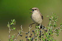 Northern Mockingbird (Mimus polyglottos), adult. Laredo, Webb County, South Texas, USA, April.