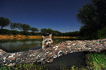 Northern Raccoon (Procyon lotor), adult at night on log. Laredo, Webb County, South Texas, USA, April.