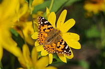 Painted Lady (Vanessa cardui / virginiensis), feeding on Maximilians Sunflower (Helianthus maximilianii). Comal County, Hill Country, Central Texas, USA, October.