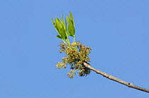 Pecan tree (Carya illinoinensis), new leaves and blossoms, New Braunfels, Hill Country, Central Texas, USA, March.