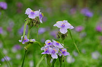 Prairie Spiderwort (Tradescantia occidentalis), blooming, Palmetto State Park, Gonzales County, Texas, USA, March.