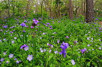 Prairie Spiderwort (Tradescantia occidentalis) Baby Blue-Eyes (Nemophila phacelioides), blooming on forest floor, Palmetto State Park, Gonzales County, Texas, USA, March.