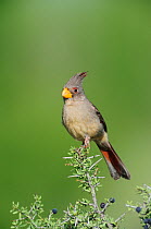 Pyrrhuloxia (Cardinalis / Pyrrhuloxia sinuatus), female perched. Laredo, Webb County, South Texas, USA, March.