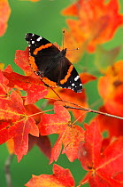 Red Admiral butterfly (Vanessa atalanta) perched on Bigtooth Maples (Acer grandidentatum), Lost Maples State Park, Hill Country, Central Texas, USA, November.