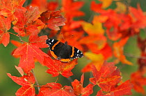 Red Admiral butterfly (Vanessa atalanta), perched on Bigtooth Maple (Acer grandidentatum), Lost Maples State Park, Hill Country, Central Texas, USA, November.