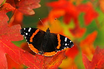 RF- Red Admiral butterfly (Vanessa atalanta) perched on Bigtooth Maple (Acer grandidentatum). Lost Maples State Park, Hill Country, Central Texas, USA. November. (This image may be licensed either as...