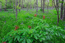 Red Buckeye (Aesculus pavia) and Prairie Spiderwort (Tradescantia occidentalis), blooming on forest floor, Palmetto State Park, Gonzales County, Texas, USA, March.