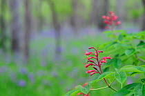 Red Buckeye (Aesculus pavia) flowers blooming. Palmetto State Park, Gonzales County, Texas, USA, March.