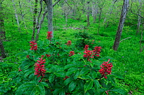 Red Buckeye (Aesculus pavia), blooming, Palmetto State Park, Gonzales County, Texas, USA, March.