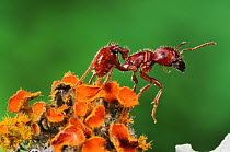 Red Harvester Ant (Pogonomyrmex barbatus), adult on lichen. Laredo, Webb County, Texas, USA, April.