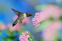 Ruby-throated Hummingbird (Archilochus colubris), male in flight feeding on Pentas flower, Hill Country, Central Texas, USA, August.