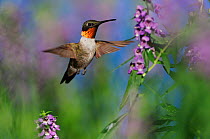 Ruby-throated Hummingbird (Archilochus colubris), male in flight feeding on flower. Hill Country, Central Texas, USA, August.