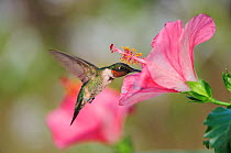 Ruby-throated Hummingbird (Archilochus colubris), male in flight feeding on Hibiscus flower, Hill Country, Central Texas, USA, August.