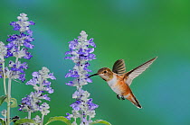 Rufous Hummingbird (Selasphorus rufus), young male in flight feeding on Blue Sage (Salvia sp.), Gila National Forest, New Mexico, USA, August.