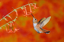 RF- Rufous Hummingbird (Selasphorus rufus) female feeding in flight on Scarlet Gilia (Ipomopsis aggregata). Gila National Forest, New Mexico, USA. August. (This image may be licensed either as rights...