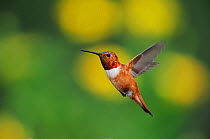 Rufous Hummingbird (Selasphorus rufus), male in flight, Gila National Forest, New Mexico, USA, August.