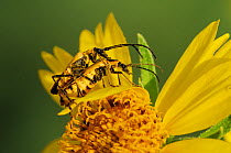 Soldier beetles (Cantharidae), mating on Cowpen Daisy, Golden Crownbeard (Verbesina encelioides), blooming. Laredo, Webb County, South Texas, USA, April.