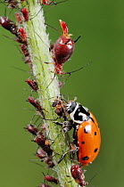 Convergent Ladybug (Hippodamia convergens), adult eating Aphids (Aphidoidea). Laredo, Webb County, South Texas, USA, April.