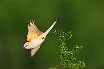 Scissor-tailed Flycatcher (Tyrannus forficatus), adult female in flight. Laredo, Webb County, South Texas, USA, April.