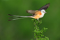 Scissor-tailed Flycatcher (Tyrannus forficatus), adult male singing on perch. Laredo, Webb County, South Texas, USA, April.