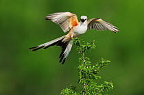 Scissor-tailed Flycatcher (Tyrannus forficatus), adult female singing on perch. Laredo, Webb County, South Texas, USA, April.