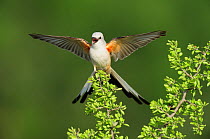 Scissor-tailed Flycatcher (Tyrannus forficatus), adult female singing on perch. Laredo, Webb County, South Texas, USA, April.