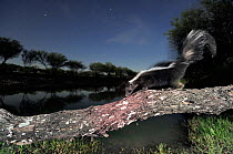 Striped Skunk (Mephitis mephitis), adult at night walking on log. Laredo, Webb County, South Texas, USA, April.