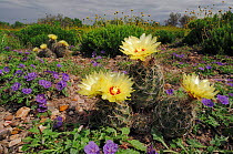 Twisted-rib Cactus (Hamatocactus bicolor) and Purple Ground Cherry (Quincula lobata), blooming. Laredo, Webb County, South Texas, USA, April.