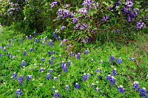 Texas Mountain Laurel (Sophora secundiflora) and Texas Bluebonnet (Lupinus texensis), blooming. Comal County, Hill Country, Central Texas, USA, March.