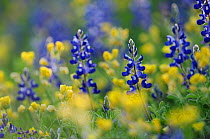 Texas Bluebonnet (Lupinus texensis), blooming, Gonzales County, Texas, USA, March.