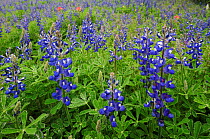 Texas Bluebonnet (Lupinus texensis), blooming, Gonzales County, Texas, USA, March.