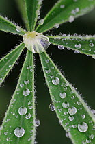 Texas Bluebonnet (Lupinus texensis), leaf with drops, Gonzales County, Texas, USA, March.