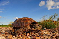 Texas Tortoise (Gopherus berlandieri), adult walking. Laredo, Webb County, South Texas, USA, April.