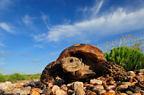 Texas Tortoise (Gopherus berlandieri), adult walking. Laredo, Webb County, South Texas, USA, April.