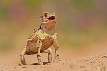 Texas Horned Lizard (Phrynosoma cornutum), adult standing up. Laredo, Webb County, South Texas, USA, April.