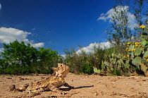 Texas Horned Lizard (Phrynosoma cornutum), adult in desert. Laredo, Webb County, South Texas, USA, April.