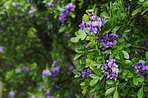 Texas Mountain Laurel (Sophora secundiflora). Comal County, Hill Country, Central Texas, USA, March.