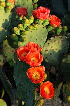 Texas Prickly Pear Cactus (Opuntia engelmanni), plant blooming. Laredo, Webb County, South Texas, USA, April.