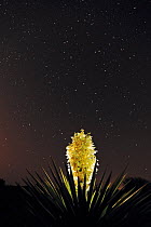 RF- Trecul Yucca, Spanish Dagger (Yucca treculeana), blossom with night stars. Laredo, Webb County, South Texas, USA. April. (This image may be licensed either as rights managed or royalty free.)