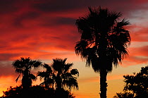 Texas Sabal Palm (Sabal texana) trees at sunset. Laredo, Webb County, South Texas, USA, April.