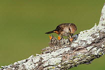 Vermillion Flycatcher (Pyrocephalus rubinus) female feeding young in nest. Laredo, Webb County, South Texas, USA, April.