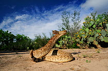 Western Diamondback Rattlesnake (Crotalus atrox), adult in striking pose. Laredo, Webb County, South Texas, USA, April.