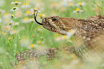 Western Diamondback Rattlesnake (Crotalus atrox), adult in striking pose in wildflower field. Laredo, Webb County, South Texas, USA, April.