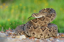 Western Diamondback Rattlesnake (Crotalus atrox), adult in striking pose. Laredo, Webb County, South Texas, USA, April.