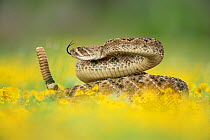 RF- Western Diamondback Rattlesnake (Crotalus atrox), adult in striking pose with rattle raised, in wildflowers. Laredo, Webb County, South Texas, USA. April. (This image may be licensed either as rig...