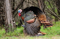 Wild Turkey (Meleagris gallopavo) pair mating, New Braunfels, San Antonio, Hill Country, Central Texas, USA, March.