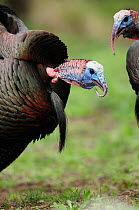 Wild Turkey (Meleagris gallopavo) males calling, New Braunfels, San Antonio, Hill Country, Central Texas, USA, March.