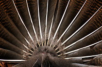 Wild Turkey (Meleagris gallopavo) tail feathers male displaying, New Braunfels, San Antonio, Hill Country, Central Texas, USA, March.