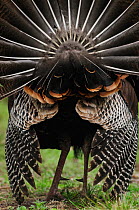 Wild Turkey (Meleagris gallopavo), tail feathers male displaying, rear view,  New Braunfels, San Antonio, Hill Country, Central Texas, USA, March.