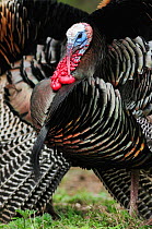 Wild Turkey (Meleagris gallopavo), males displaying, New Braunfels, San Antonio, Hill Country, Central Texas, USA, March.